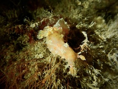 Plocamopherus