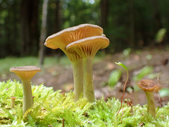 Pseudoarmillariella ectypoides