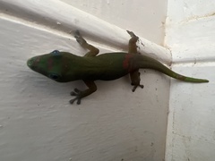 Phelsuma laticauda