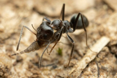 Iridomyrmex rufoniger