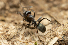 Iridomyrmex rufoniger