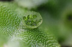 Marchantia