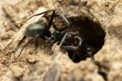 Iridomyrmex rufoniger