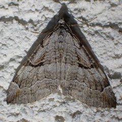 Aplocera