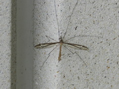 Tipula furca