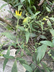 Helianthus hirsutus