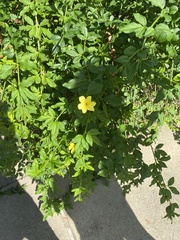 Jasminum