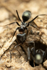 Iridomyrmex rufoniger