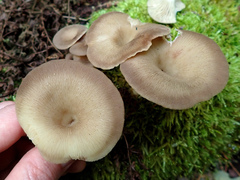 Pseudoarmillariella ectypoides