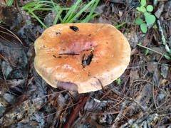 Tricholoma fracticum