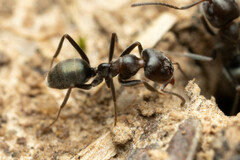 Iridomyrmex rufoniger