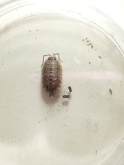 Porcellio monticola