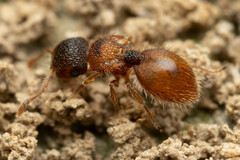 Meranoplus froggatti