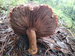 Tricholoma fracticum