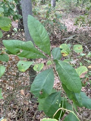Chionanthus virginicus