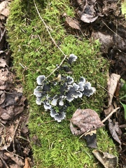 Peltigera praetextata