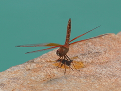 Trithemis kirbyi