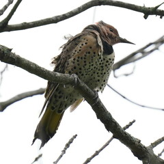 Colaptes auratus luteus