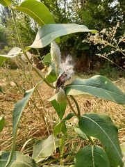 Asclepias syriaca