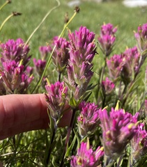 Castilleja lemmonii