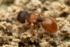 Meranoplus froggatti