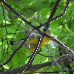 Protonotaria citrea