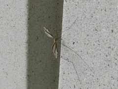 Tipula furca