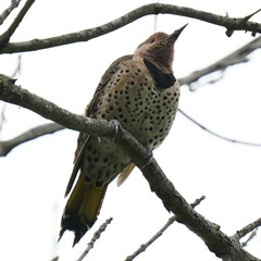 Colaptes auratus luteus