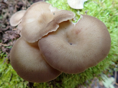 Pseudoarmillariella ectypoides