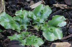 Marchantia