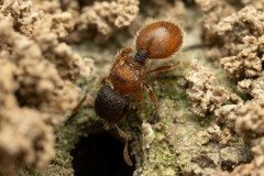 Meranoplus froggatti