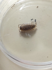 Porcellio monticola