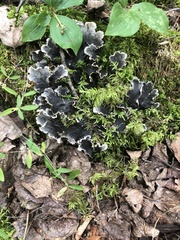 Peltigera praetextata