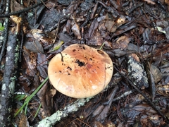Tricholoma fracticum