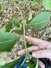 Chionanthus virginicus