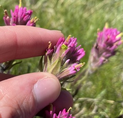Castilleja lemmonii
