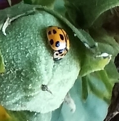 Propylea quatuordecimpunctata