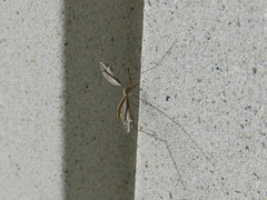 Tipula furca