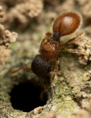 Meranoplus froggatti