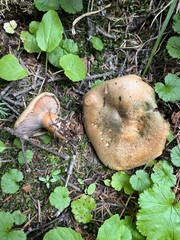 Lactarius deliciosus
