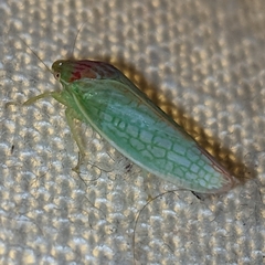 Gyponana