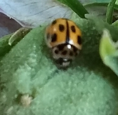 Propylea quatuordecimpunctata