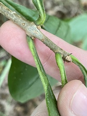 Chionanthus virginicus