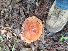 Tricholoma fracticum