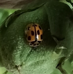 Propylea quatuordecimpunctata