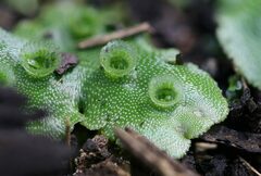 Marchantia