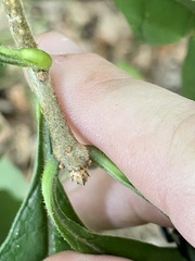 Chionanthus virginicus