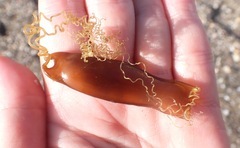 Scyliorhinus canicula