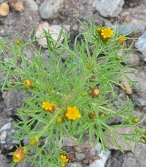 Dyssodia papposa