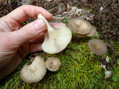 Pseudoarmillariella ectypoides